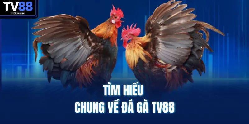 Tìm hiểu chung về đá gà TV88